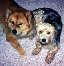 Buddy, Sadie and Beavis say Thank you for loving pets so much!