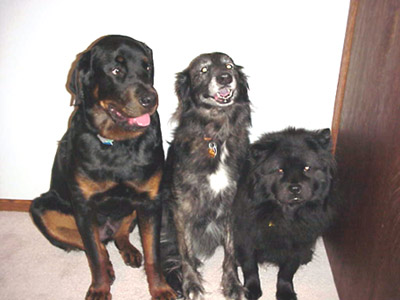 Picture of Bruno (Rottweiler), Sandi ( Australian Shepard mix), and Tara (Chow Chow)