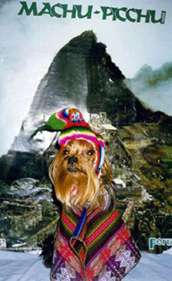 Picture of Georgie from Peru