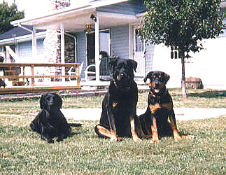 Picture of Mister, Dutchey and Princess