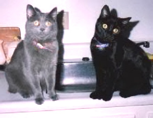  Prince(Grey) and Symon(black)from Des Moines, IA